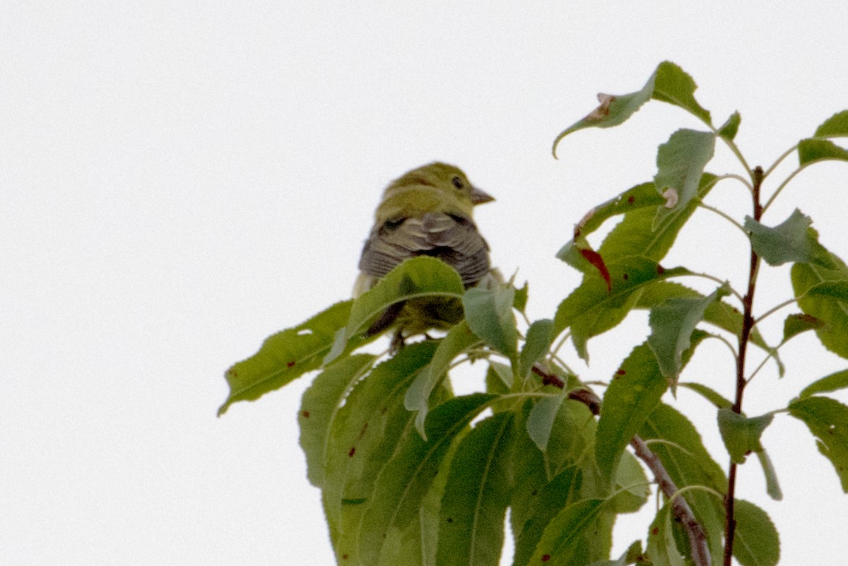 Scarlet Tanager - ML640525169