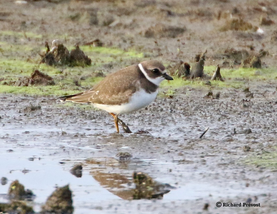 Semipalmated Plover - ML640525230