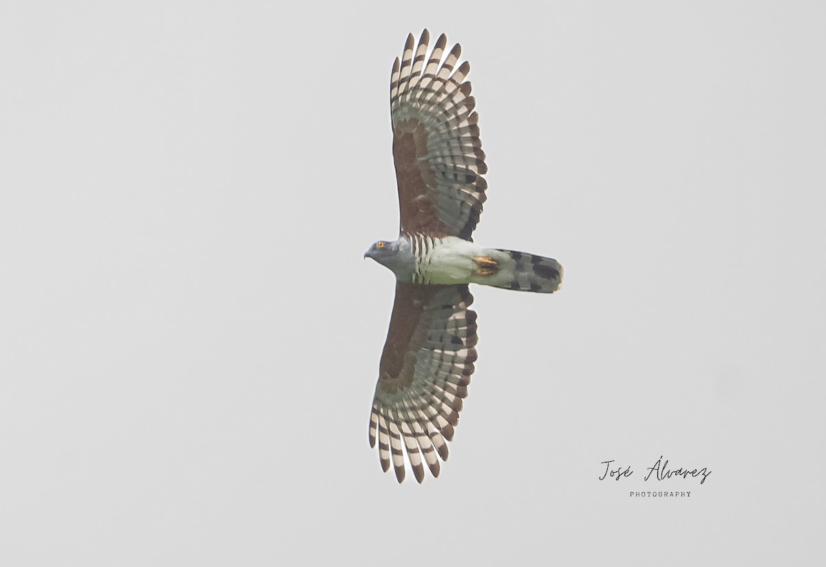 African Cuckoo-Hawk - ML640525280