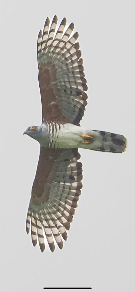 African Cuckoo-Hawk - ML640525281