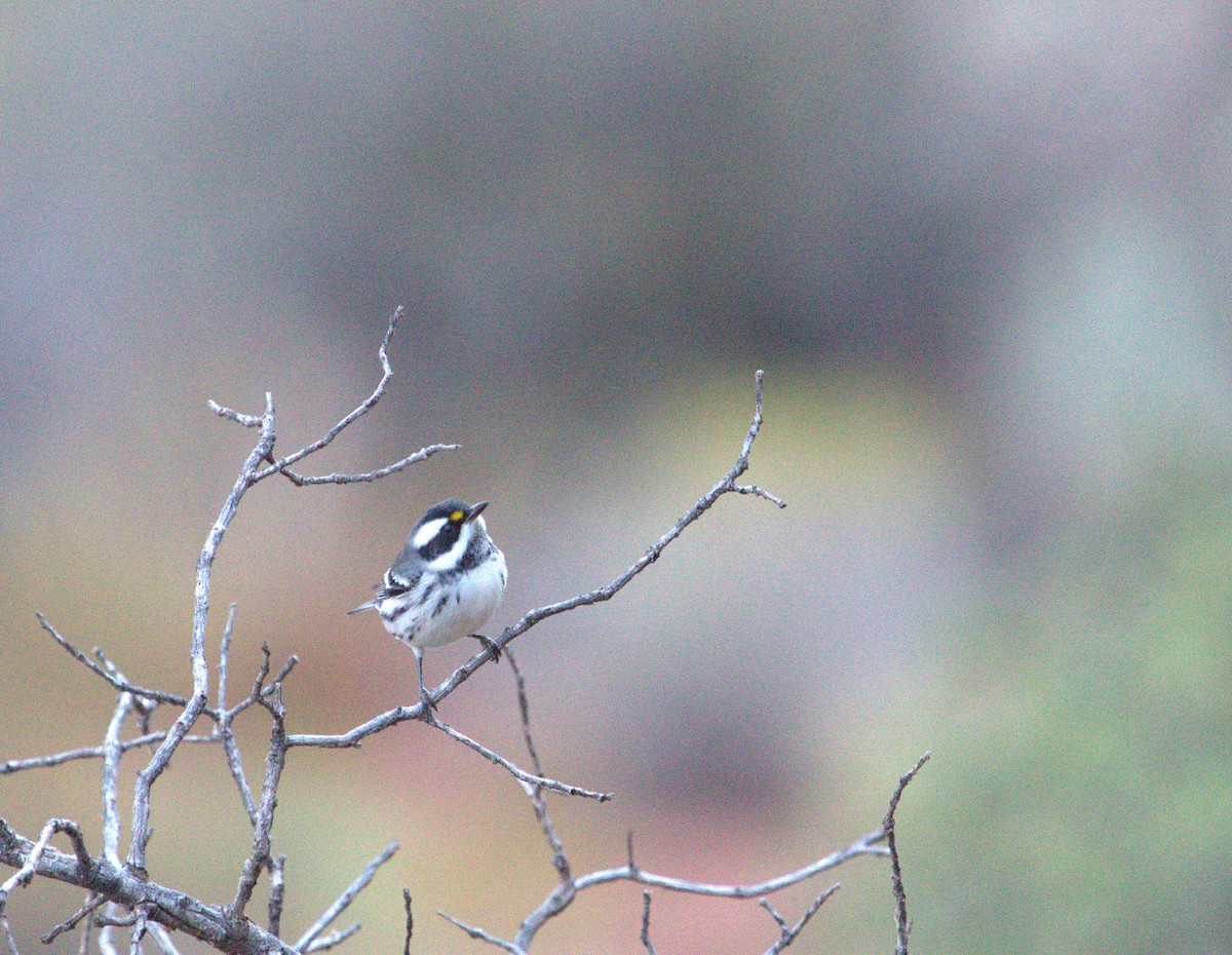 Black-throated Gray Warbler - ML640525294