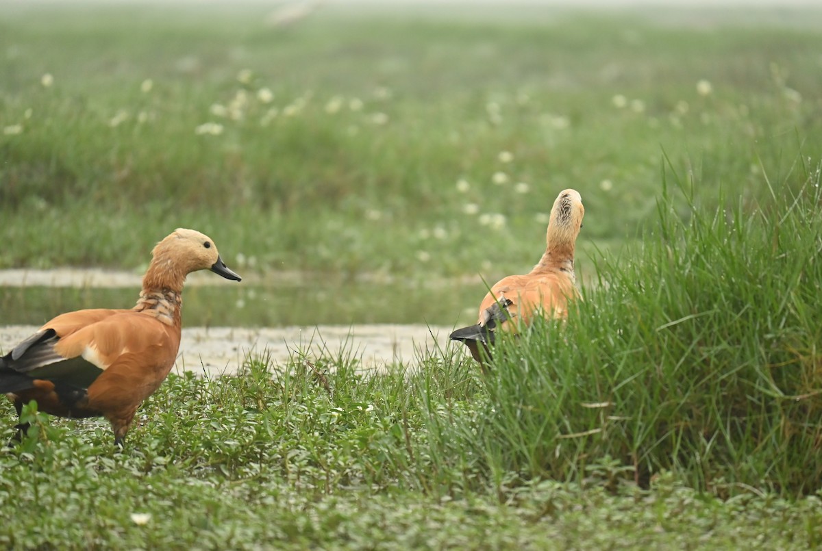 husice rezavá - ML640525304