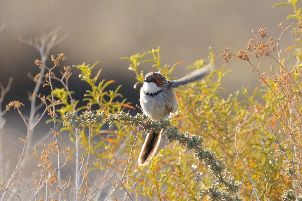 Rufous-eared Warbler - ML640525410