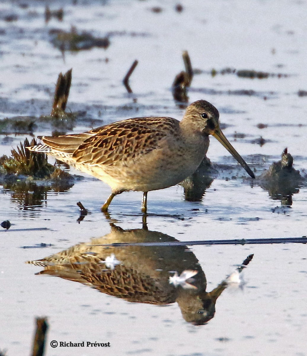 Short-billed Dowitcher - ML640525412