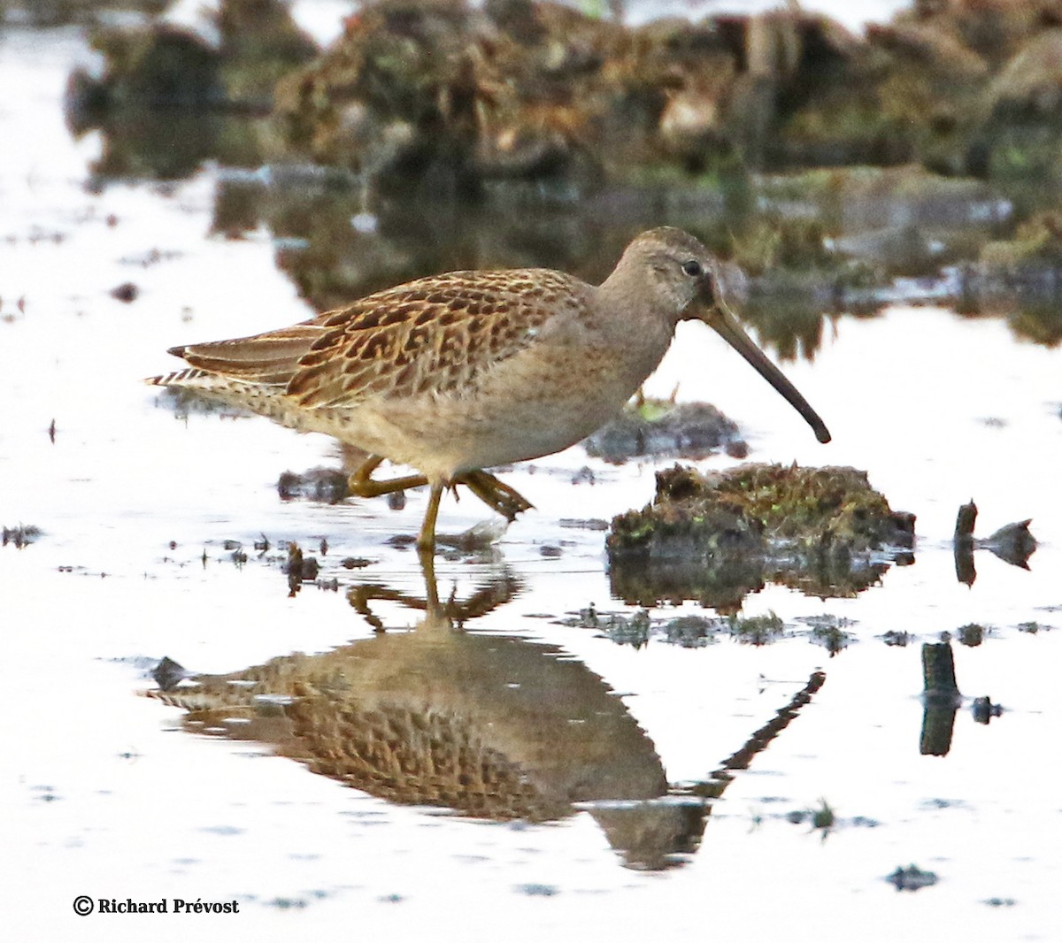 Short-billed Dowitcher - ML640525413