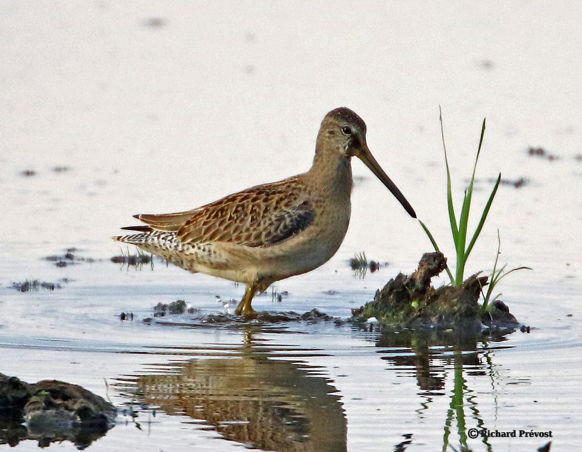Short-billed Dowitcher - ML640525414