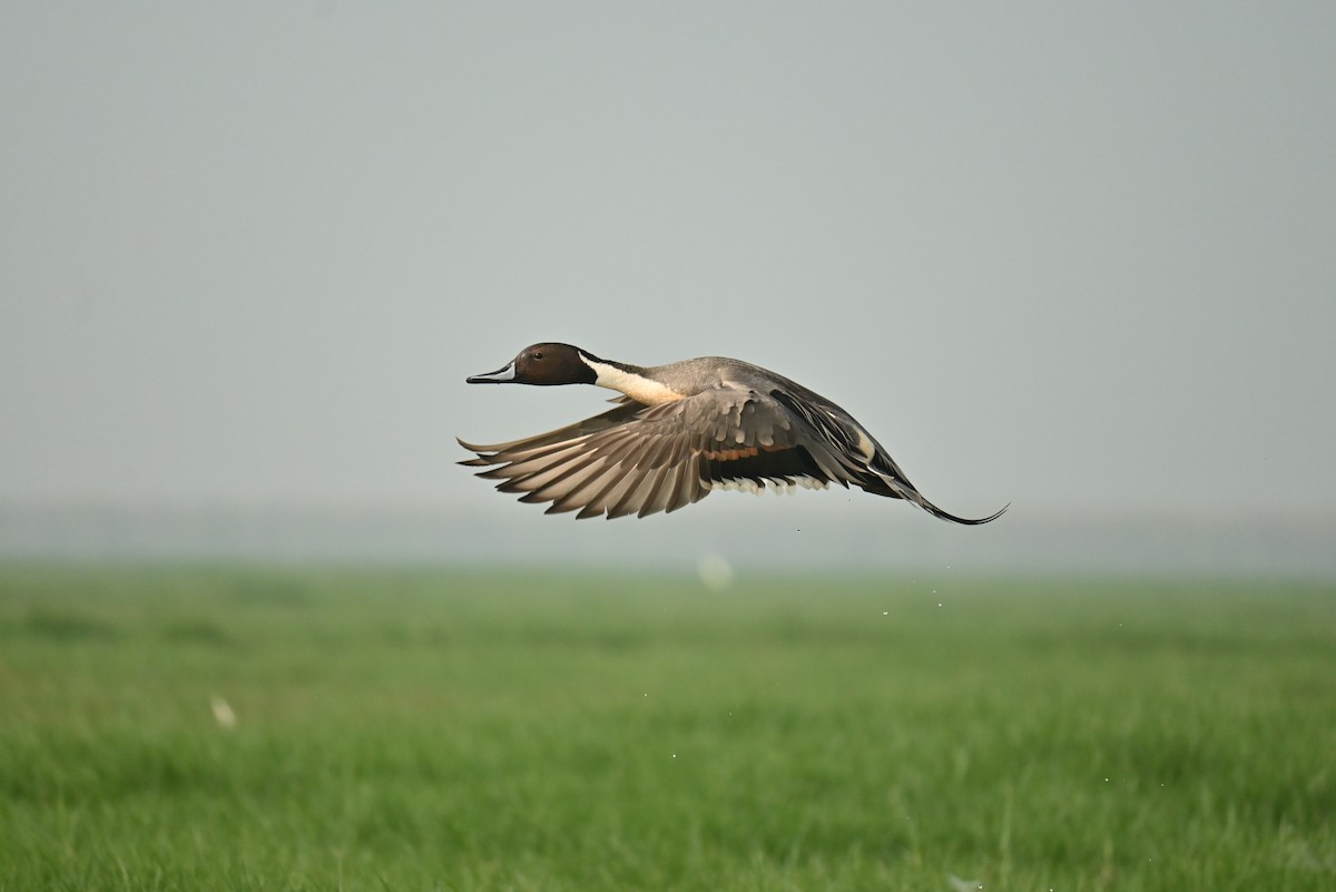 ostralka štíhlá - ML640525418