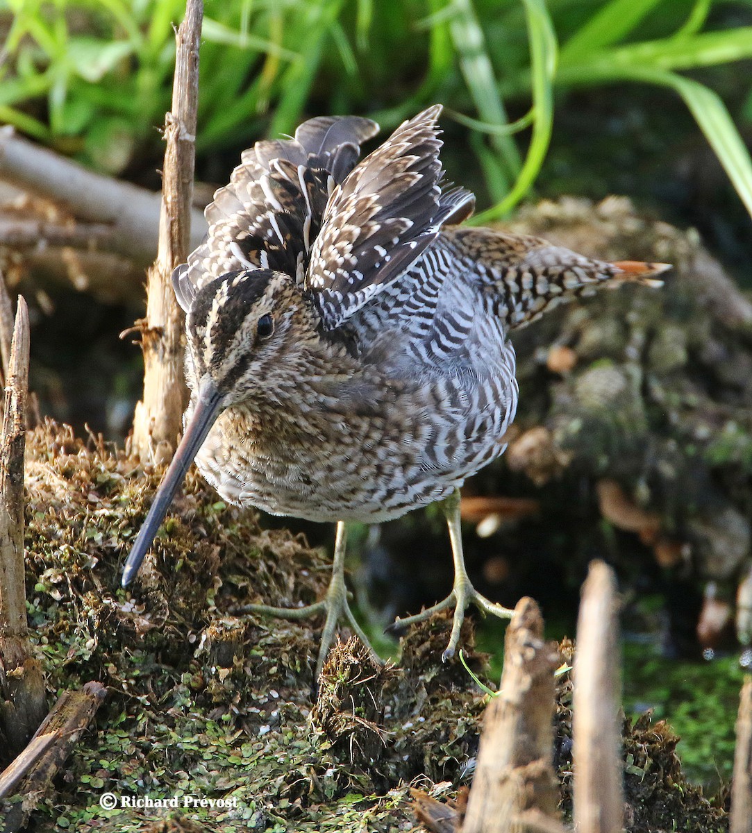 Wilson's Snipe - ML640525505