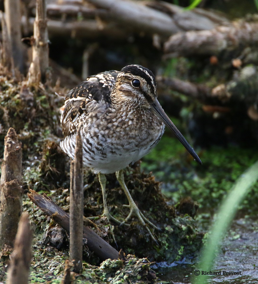 Wilson's Snipe - ML640525506