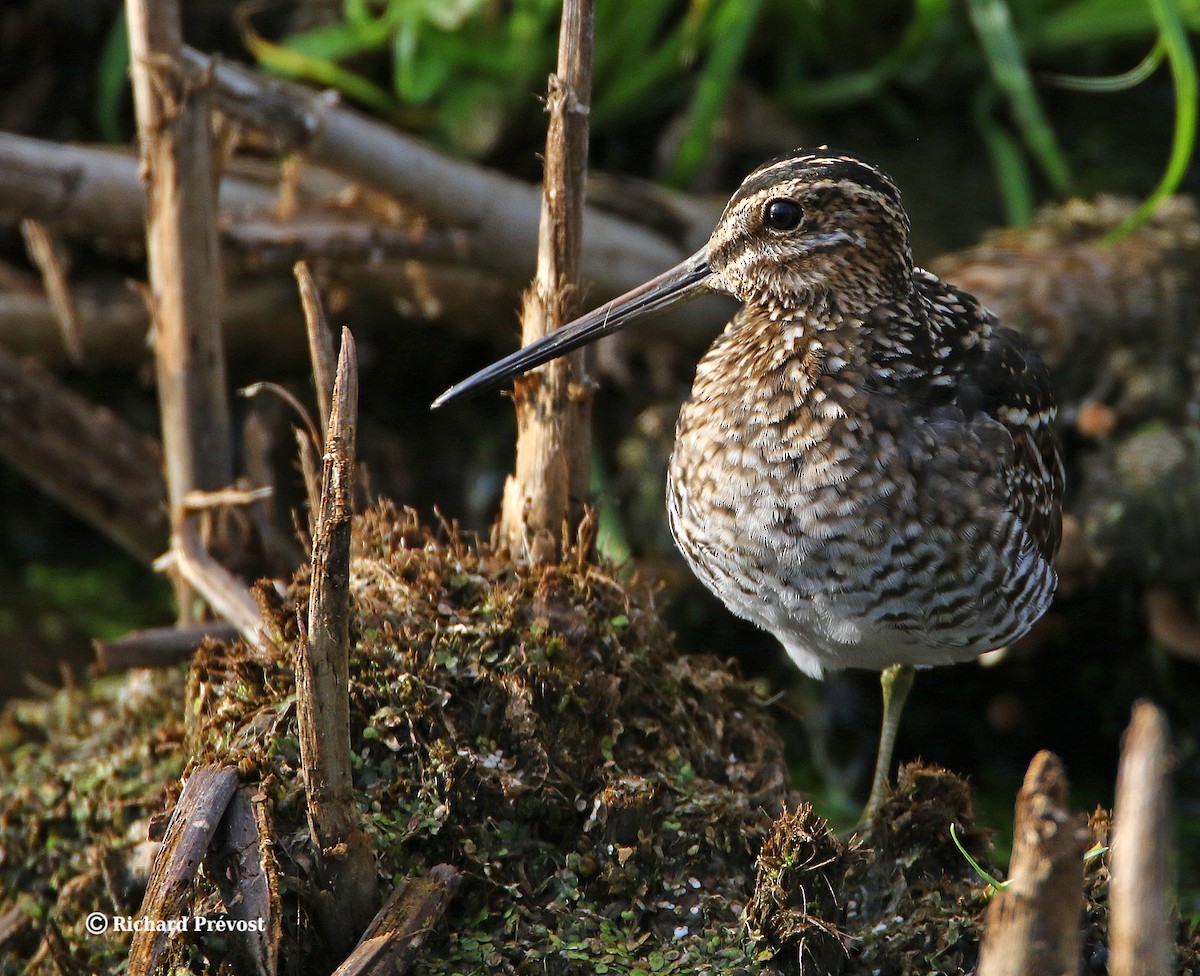 Wilson's Snipe - ML640525510