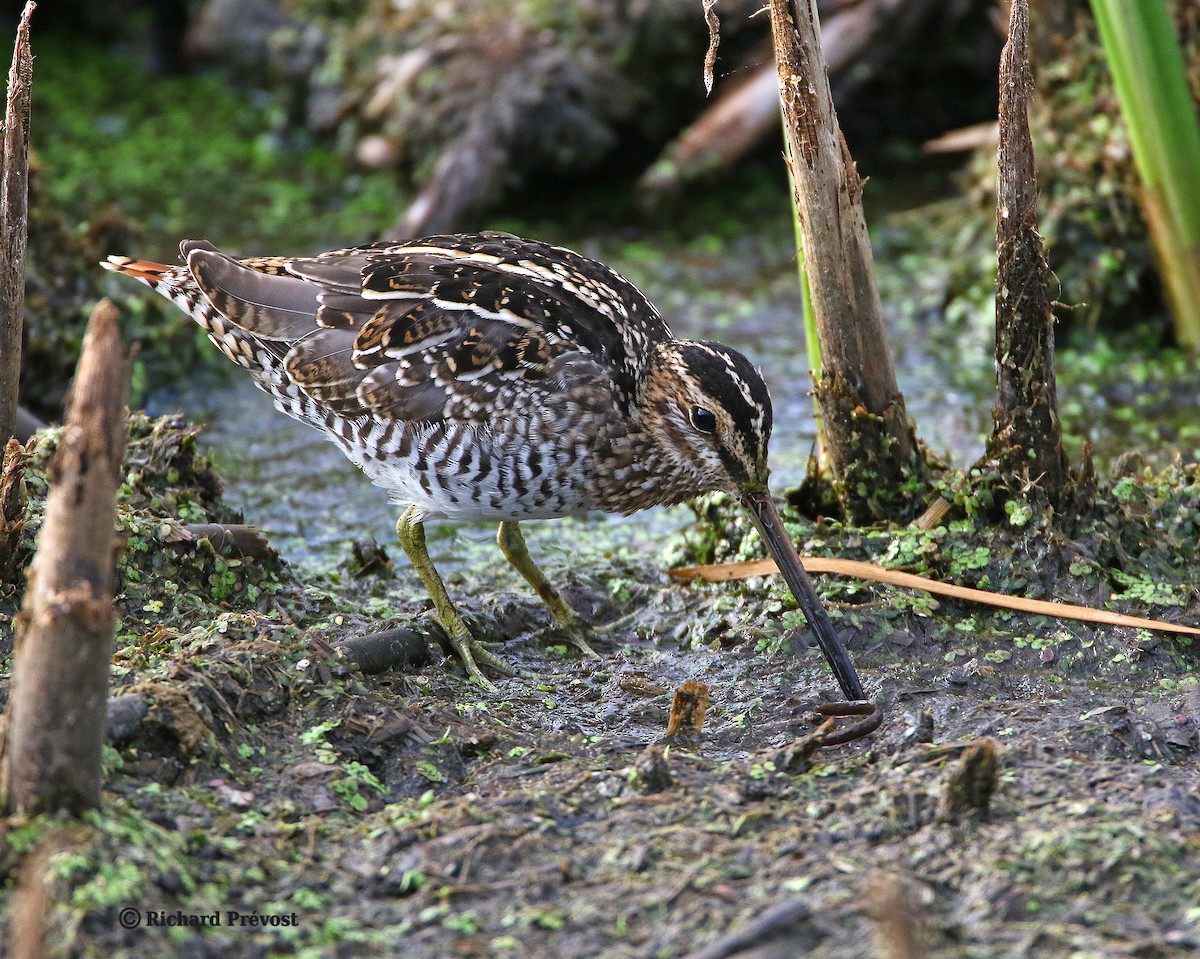 Wilson's Snipe - ML640525511