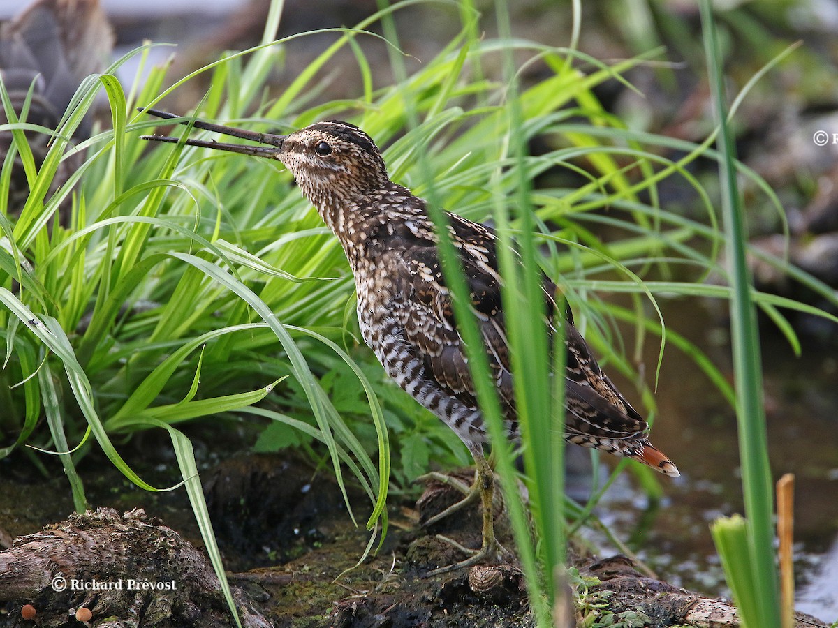 Wilson's Snipe - ML640525512
