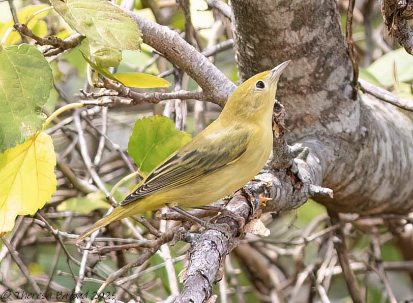 gulparula (aestiva gr.) - ML640525519