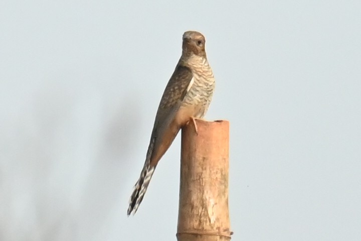 kukačka naříkavá - ML640525541