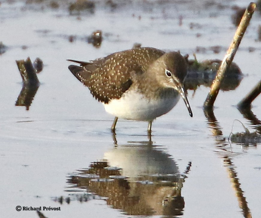 Solitary Sandpiper - ML640525564