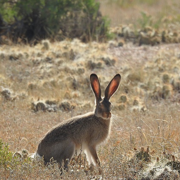 Animals - ML640525580