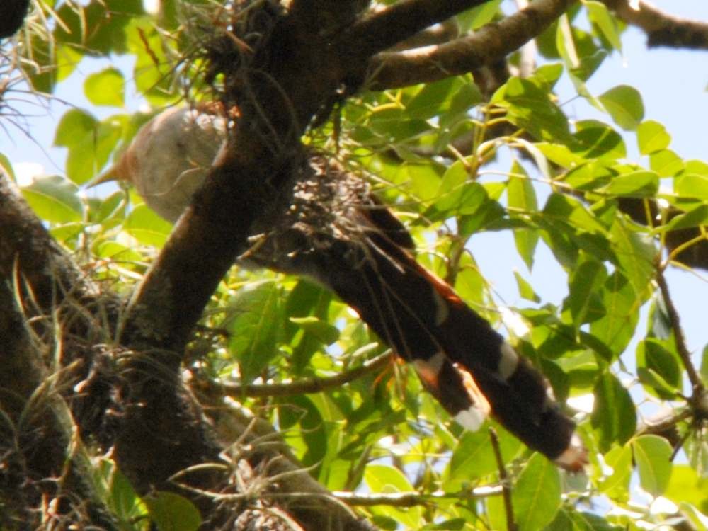 Squirrel Cuckoo - ML640525591