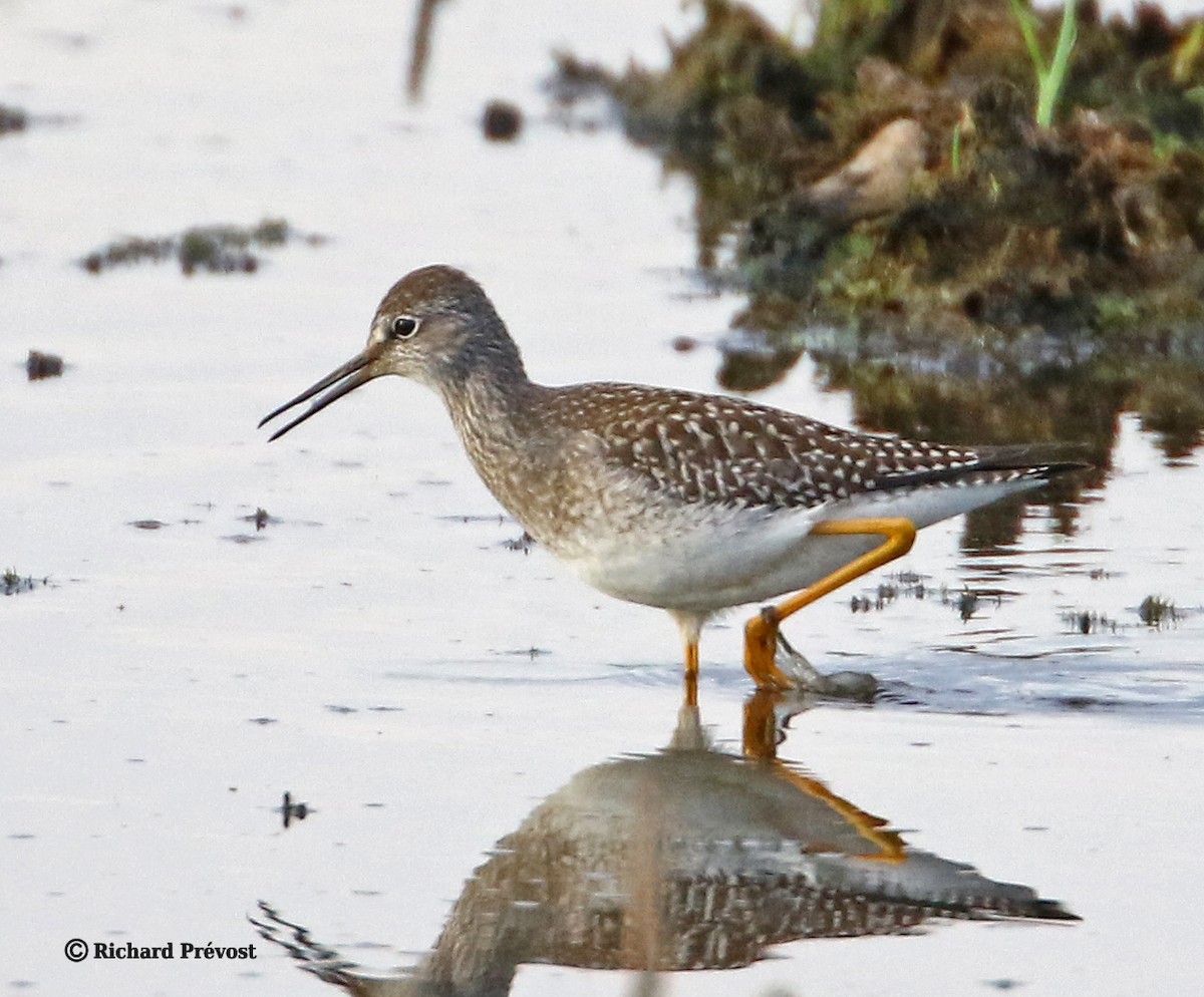 Lesser Yellowlegs - ML640525592