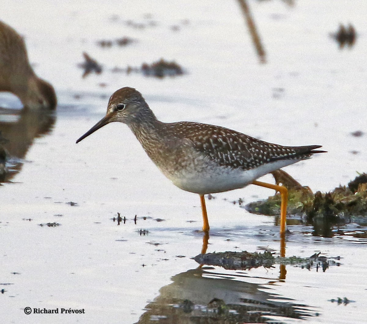 Lesser Yellowlegs - ML640525593