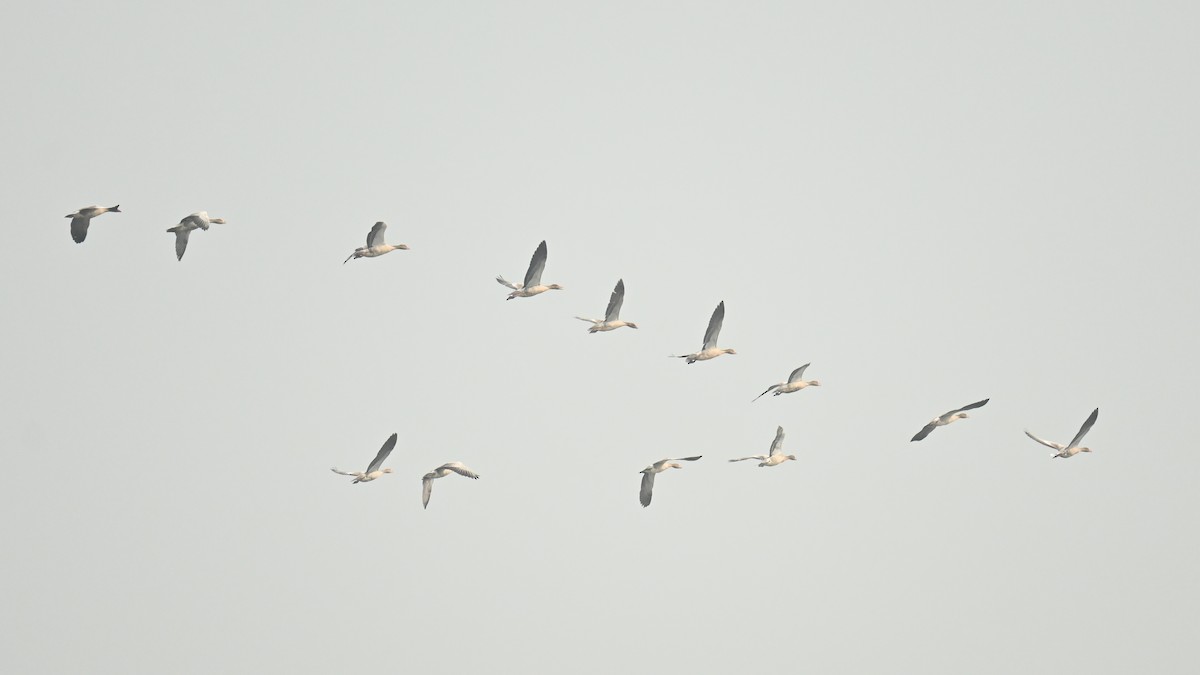 husa velká - ML640525635