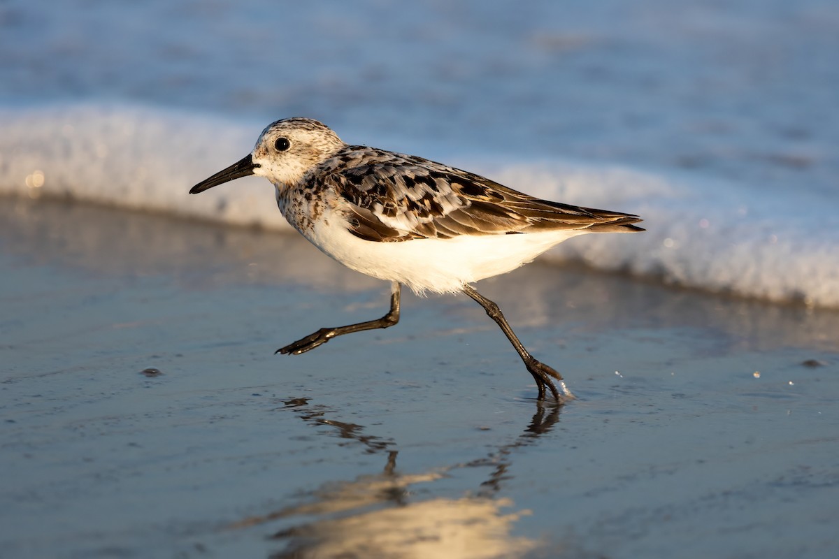 三趾濱鷸 - ML640525644