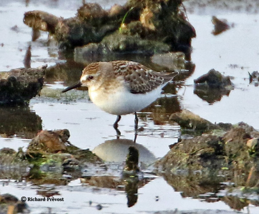 Semipalmated Sandpiper - ML640525652