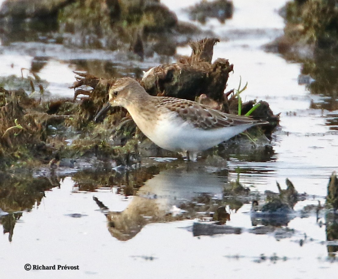 Semipalmated Sandpiper - ML640525653