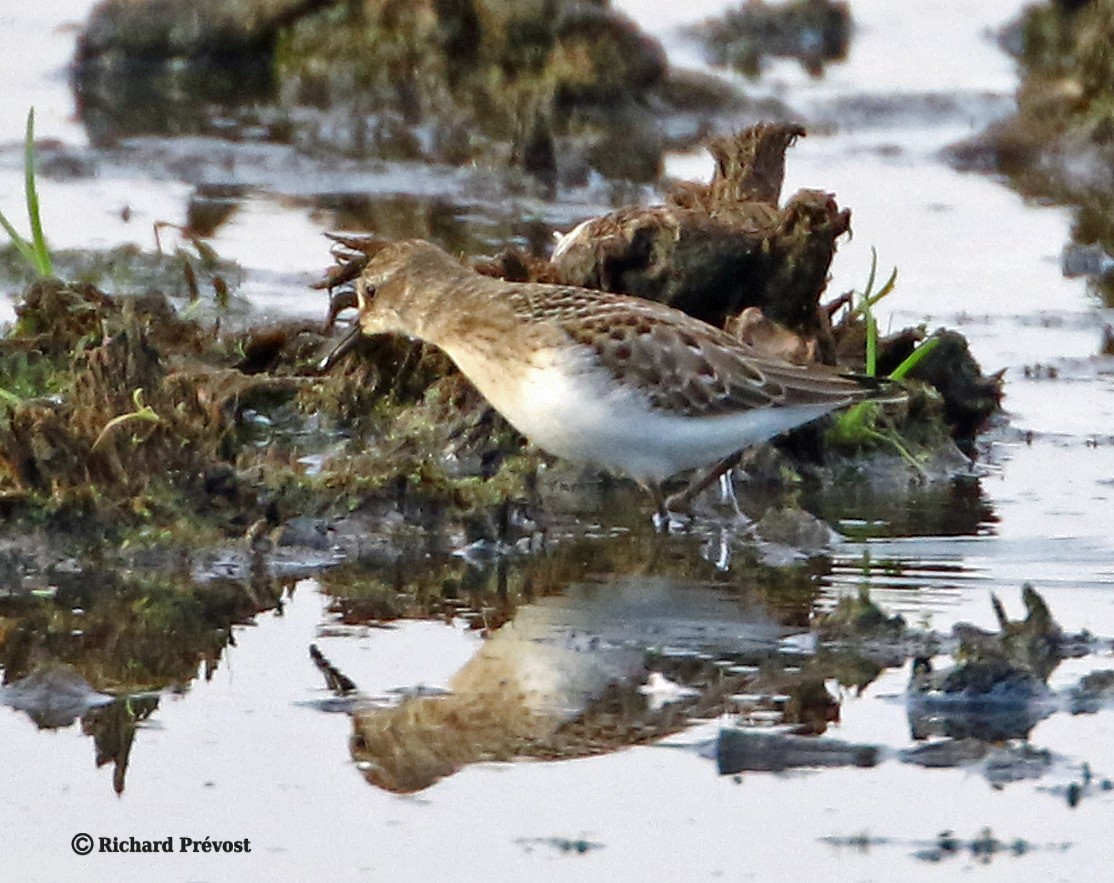 Semipalmated Sandpiper - ML640525654