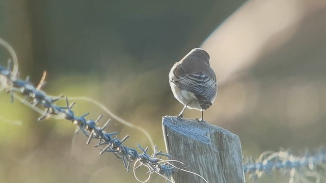 Northern Wheatear - ML640525678