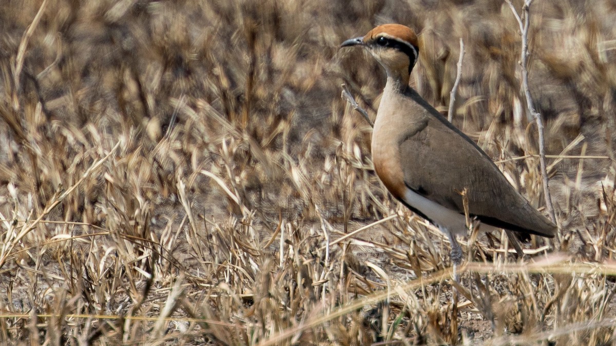 Temminck's Courser - ML640525686
