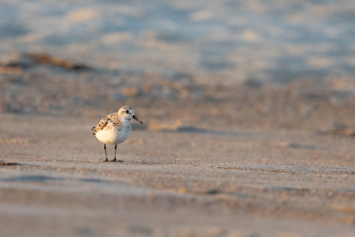 三趾濱鷸 - ML640525829