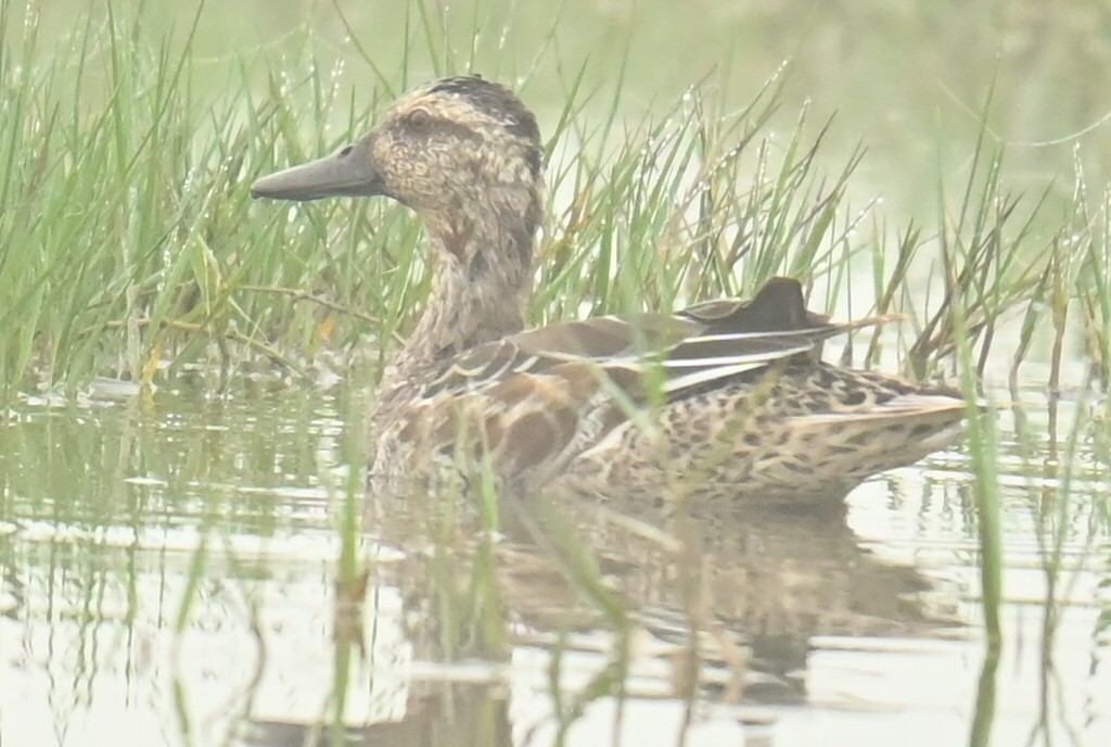 čírka modrá - ML640525850