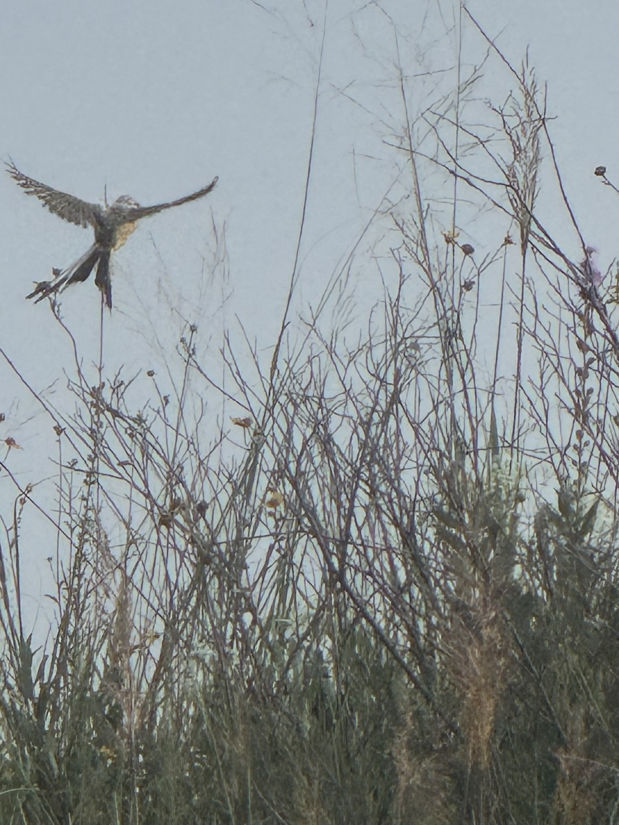 Scissor-tailed Flycatcher - ML640525954