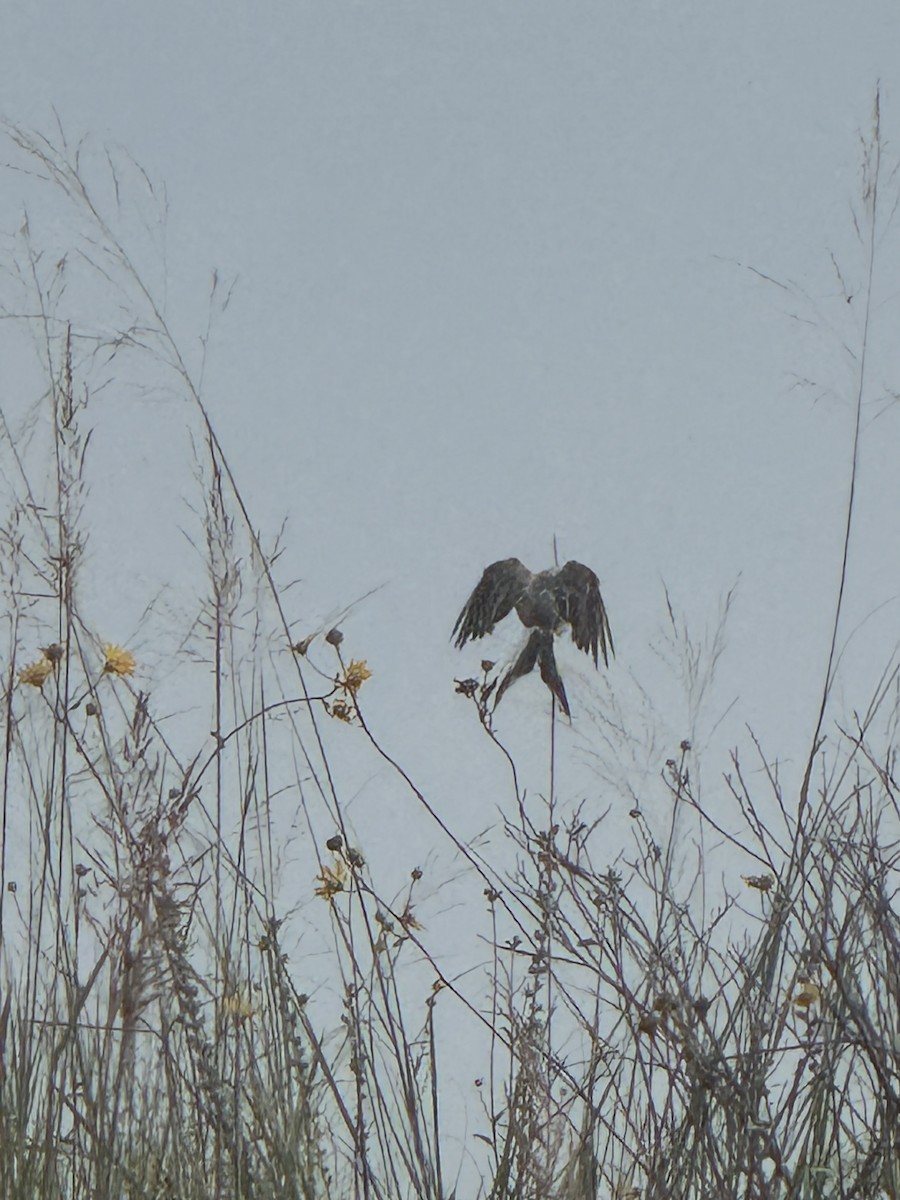 Scissor-tailed Flycatcher - ML640525955