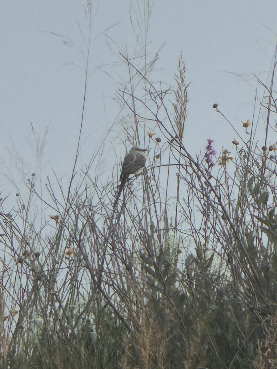 Scissor-tailed Flycatcher - ML640525956