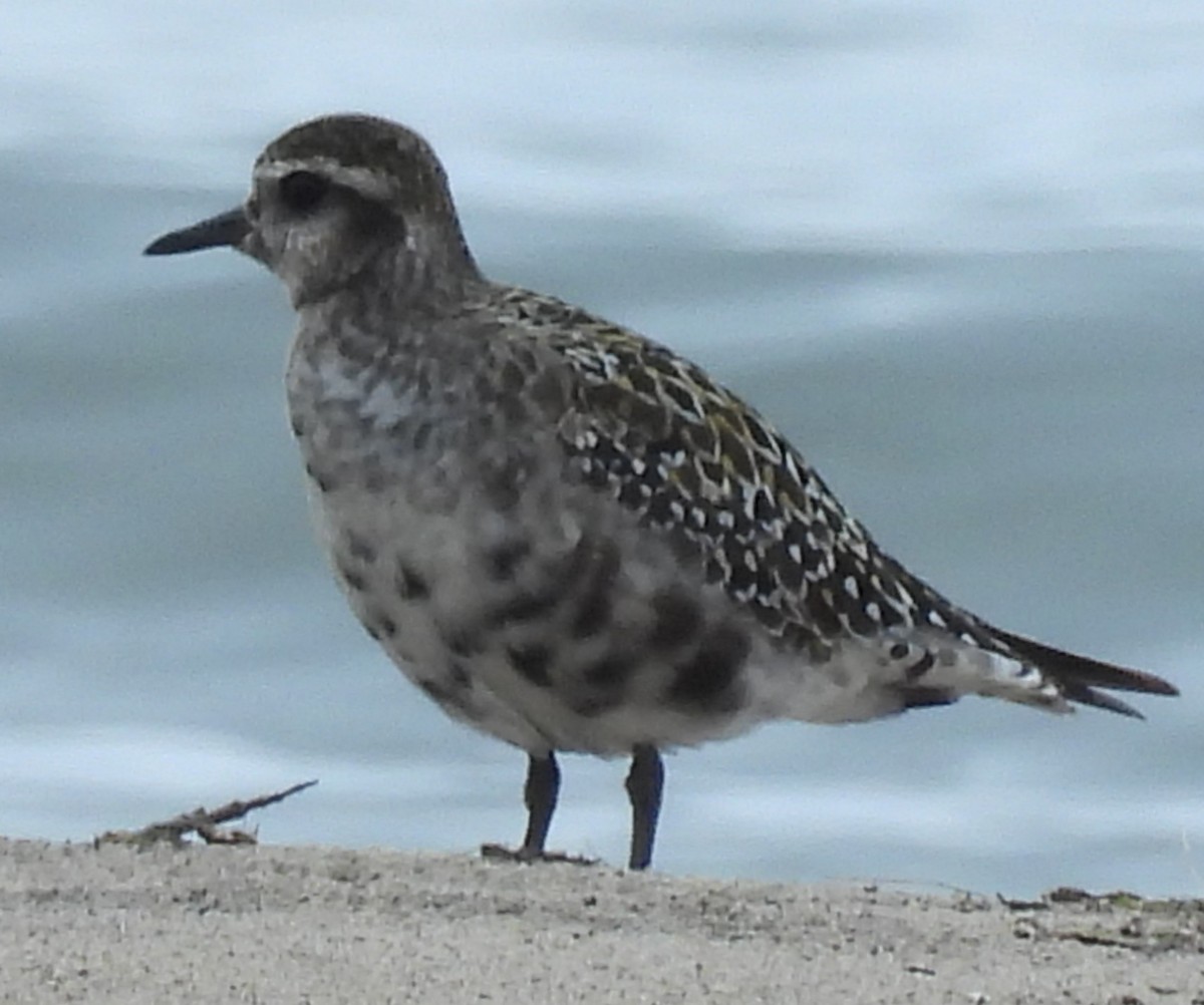 Urre-txirri amerikarra - ML640525963