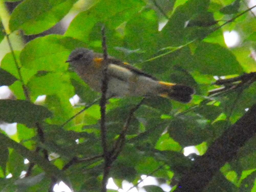 American Redstart - ML640525967