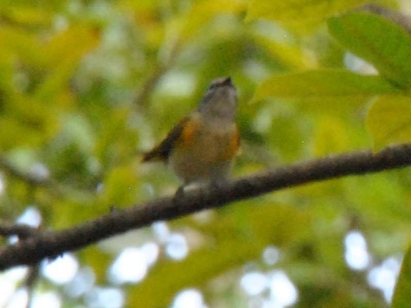 American Redstart - ML640525973