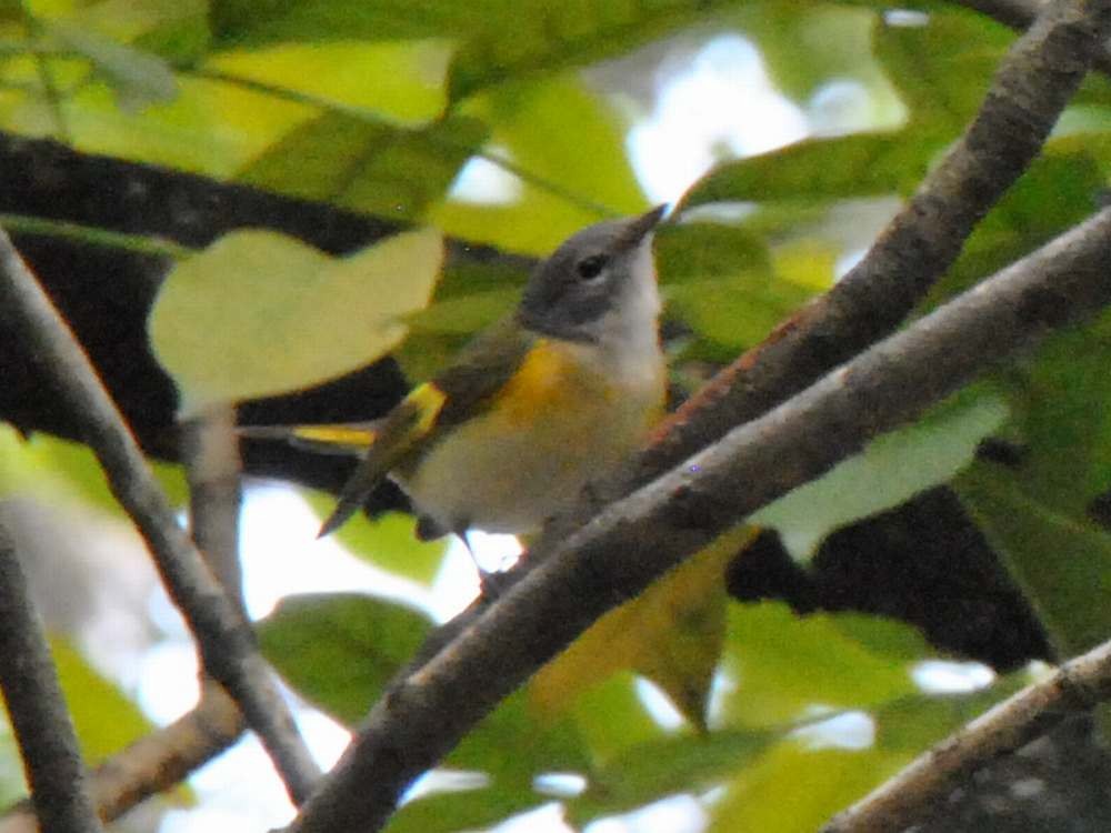 American Redstart - ML640525974