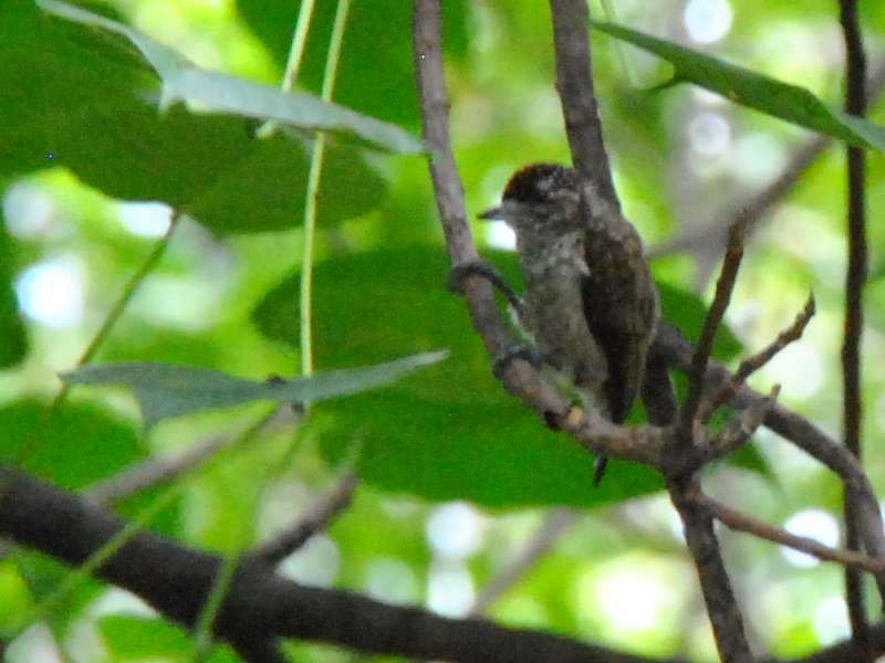 Scaled Piculet - ML640525977