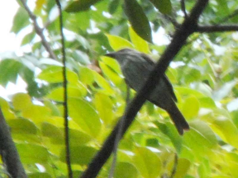 Streaked Flycatcher - ML640525979