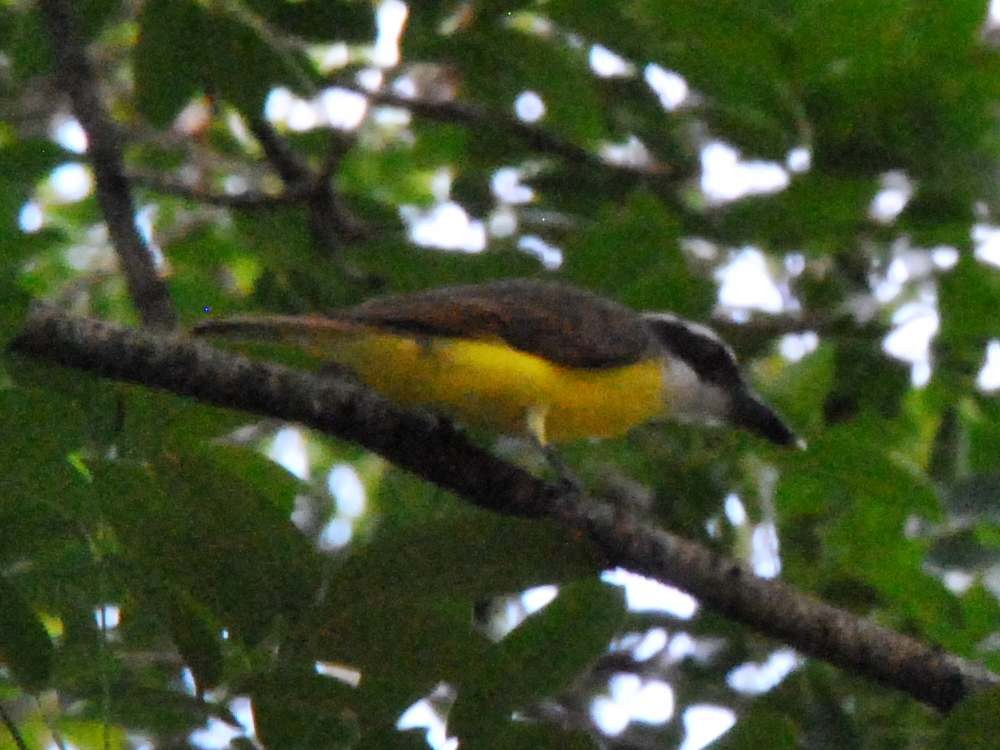 Boat-billed Flycatcher - ML640525984