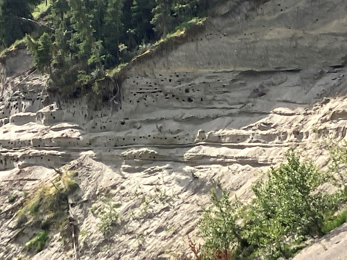 Bank Swallow - ML640525985