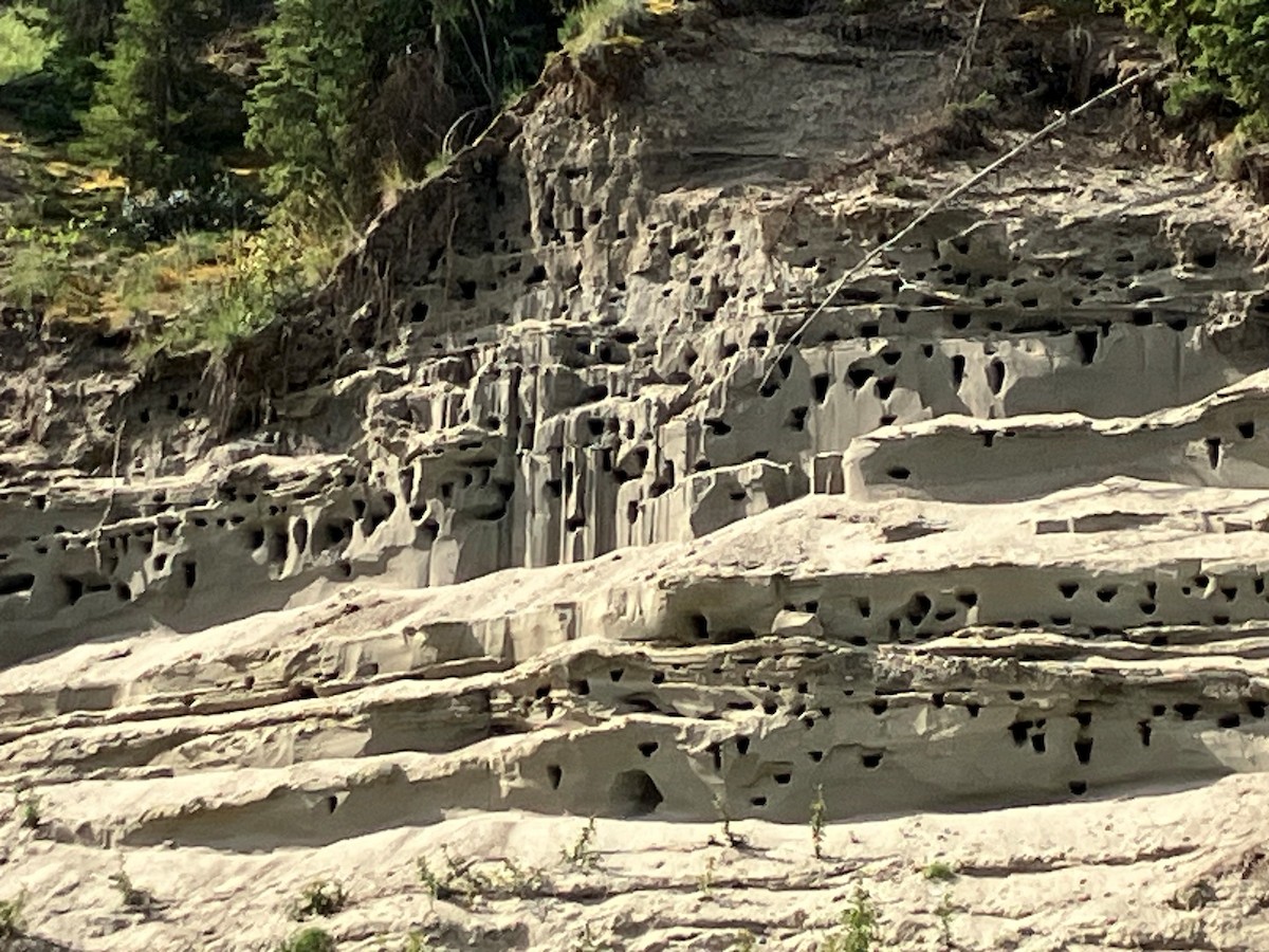 Bank Swallow - ML640525986