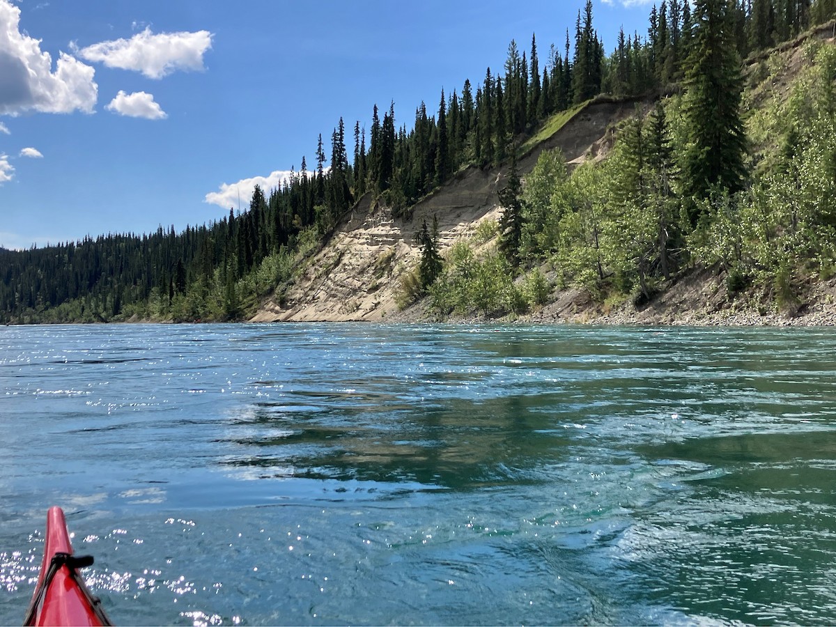 Bank Swallow - ML640525987