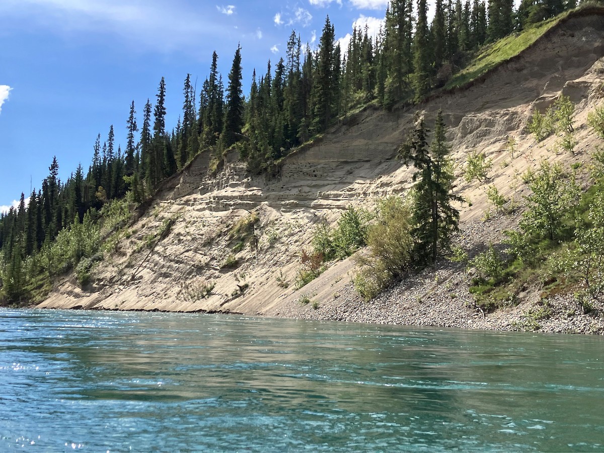 Bank Swallow - ML640525989