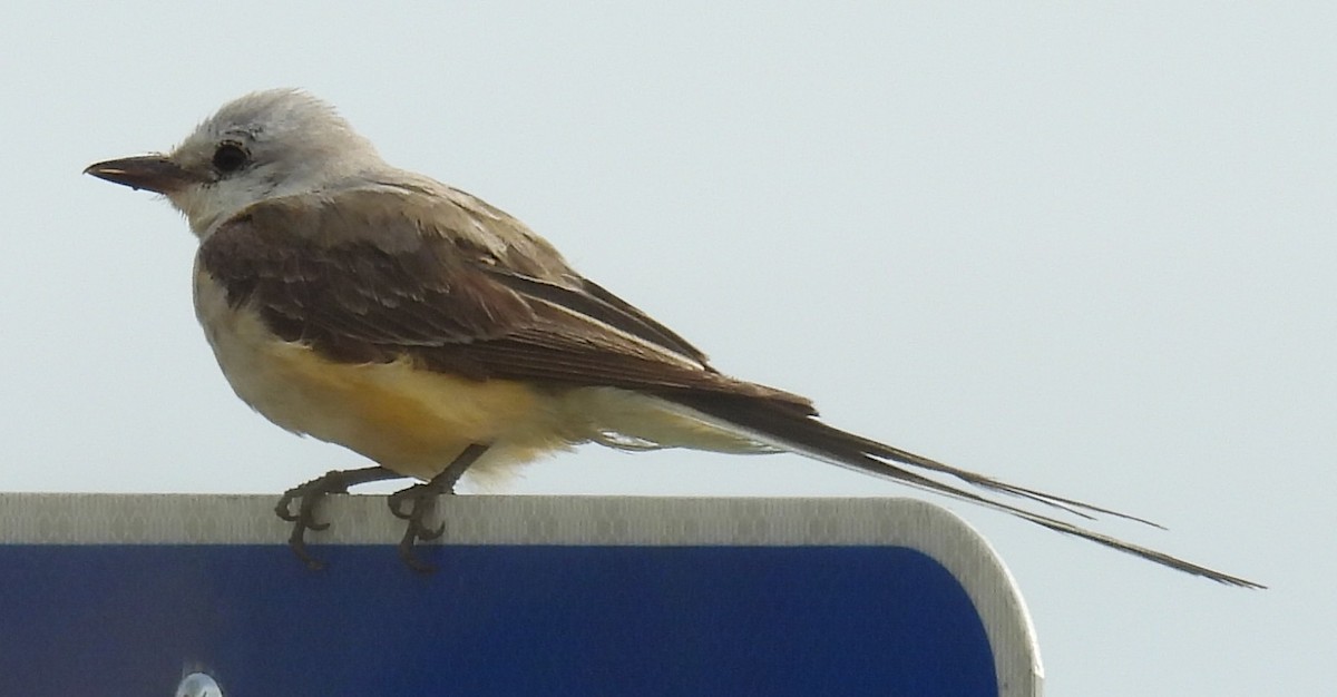 Scissor-tailed Flycatcher - ML640526021