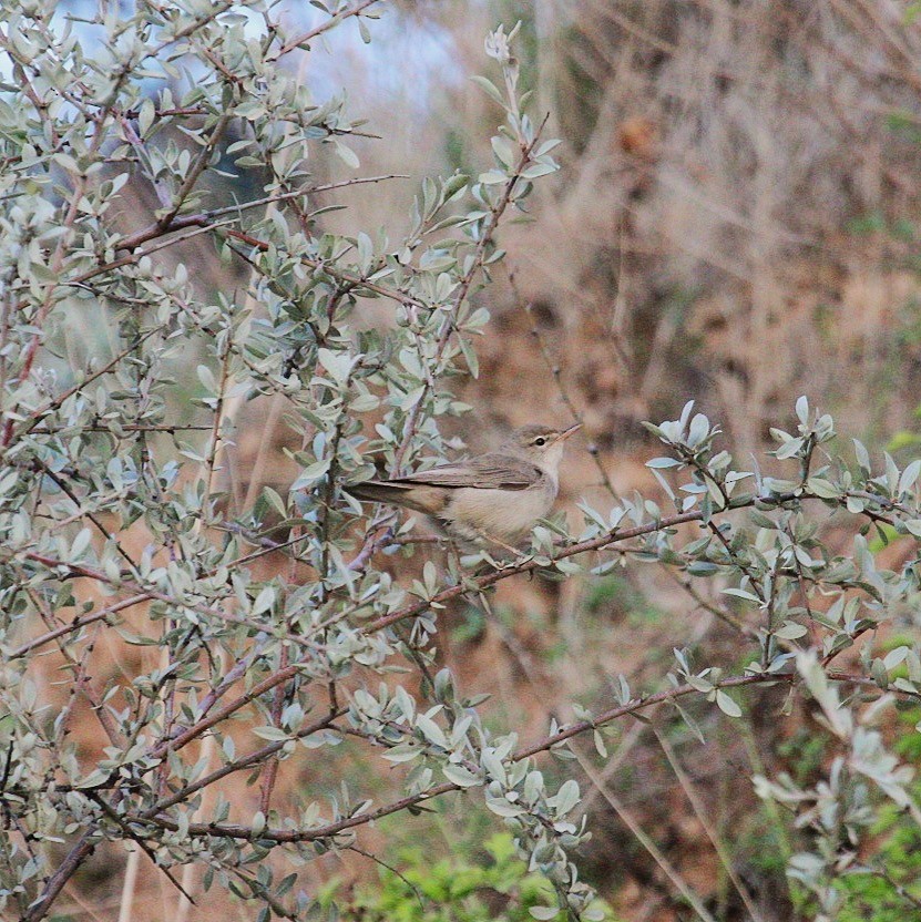 Upcher's Warbler - ML640526022