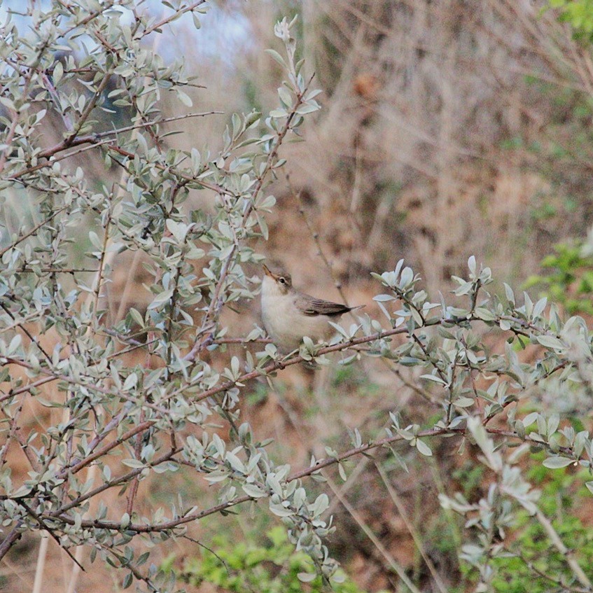 Upcher's Warbler - ML640526023