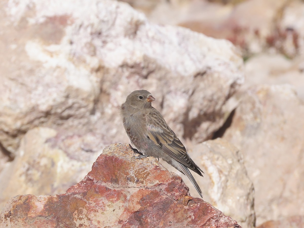 Gray-crowned Rosy-Finch - ML640526025